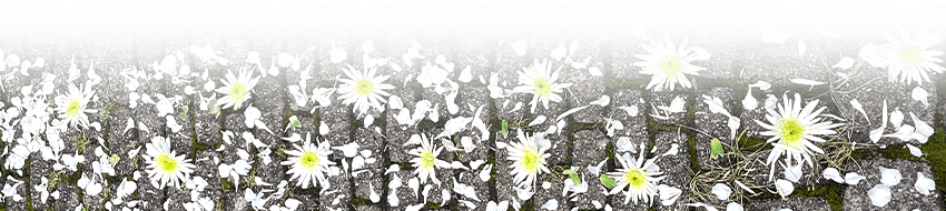 Une présence différente, une présence fleurie où toutes les natures se confondent pour en faire qu’une.